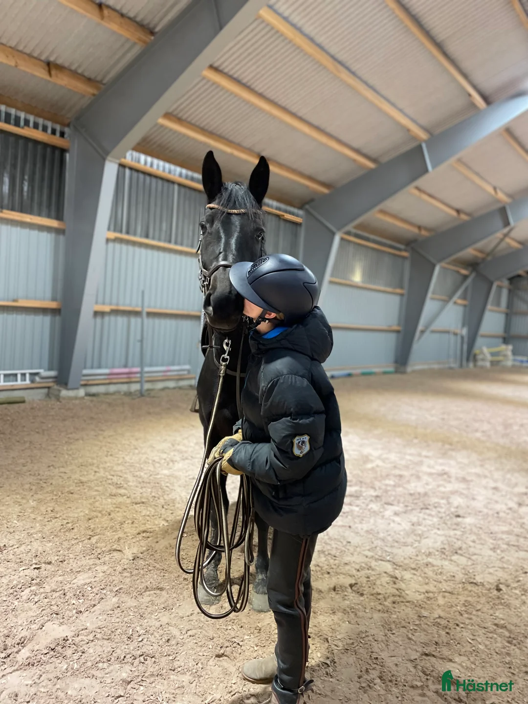 Avelshästar hästar till salu: Avelssto säljes/utlånas - Annons 2