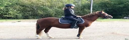 Allround hästar till salu: Fina Valentino❤️ - Annons 3