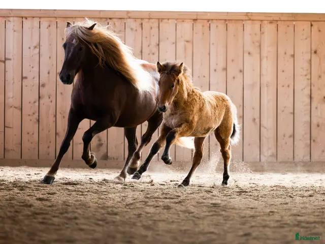 hästar till salu: En fantastisk talangfull unghingst! - Annons 1