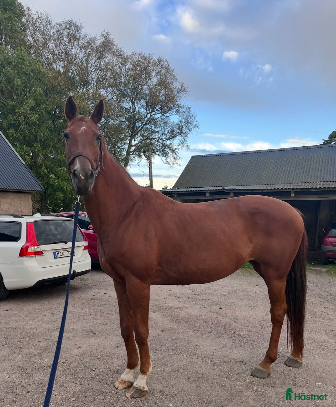 Allround hästar till salu: Skogsmullen med hjärtat på rätt ställe! i Falköping - Annons 5