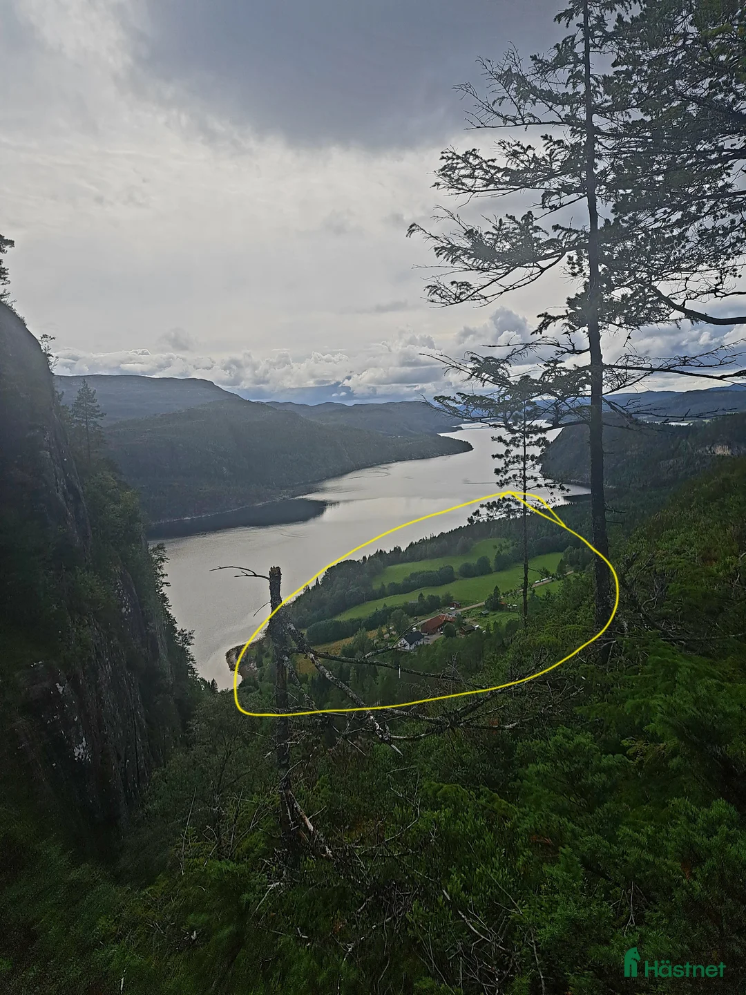 Avelshästar hästar sökes: Köpes: Nordsvensk brukshäst nsh nordsvenskar - Annons 1