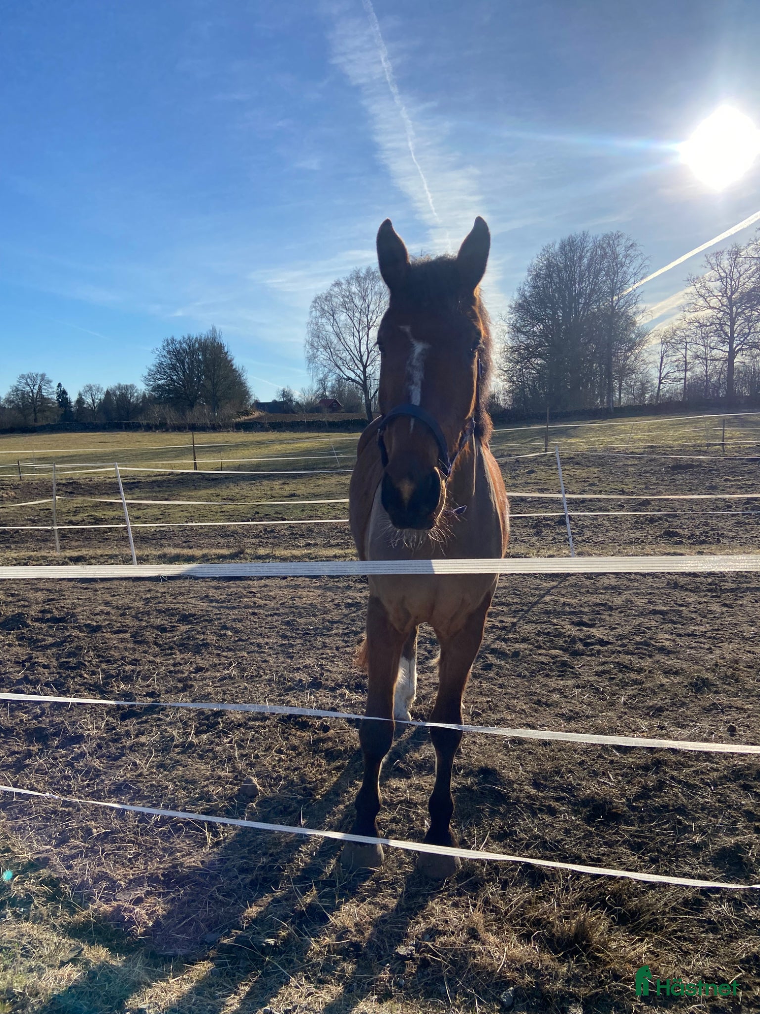  hästar Hoppstammad 4-åring med 3 fina gångarter - Annons 2