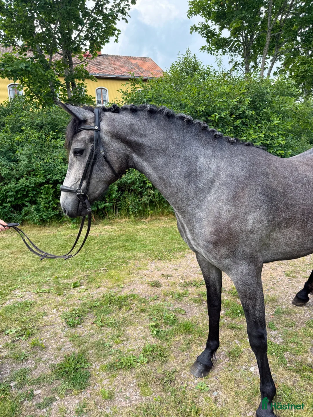 Allround hästar till salu: Lovande tvååring med prestationslinje - Annons 2