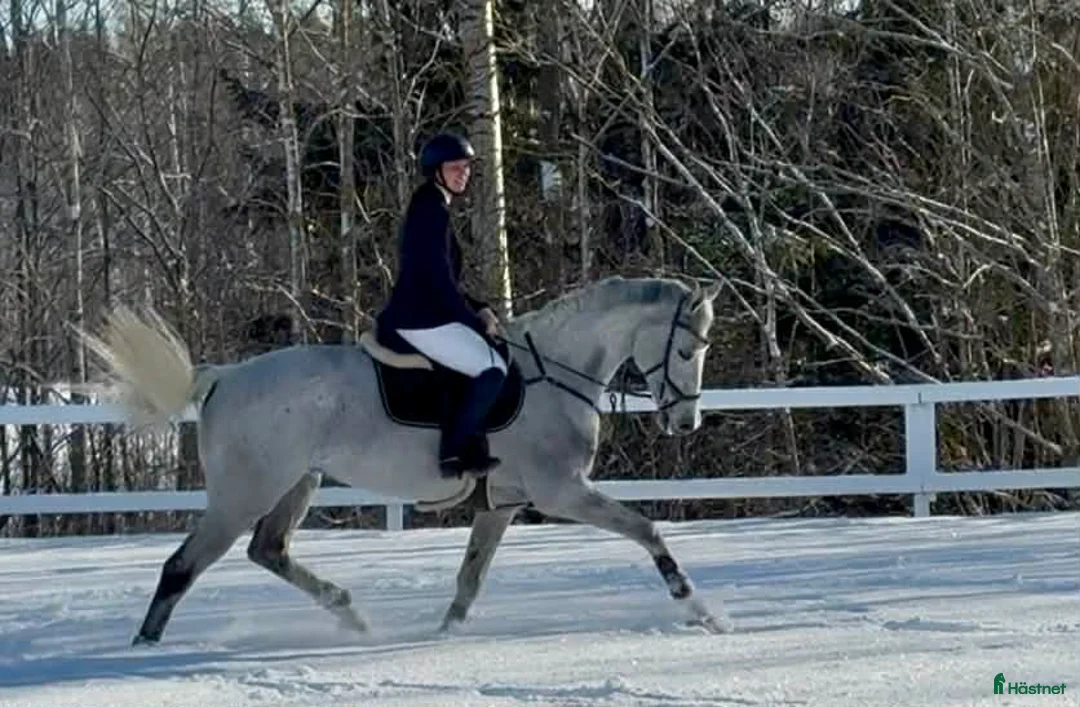 Allround hästar till salu: Fin hopphäst med bra gång  i Sala - Annons 5