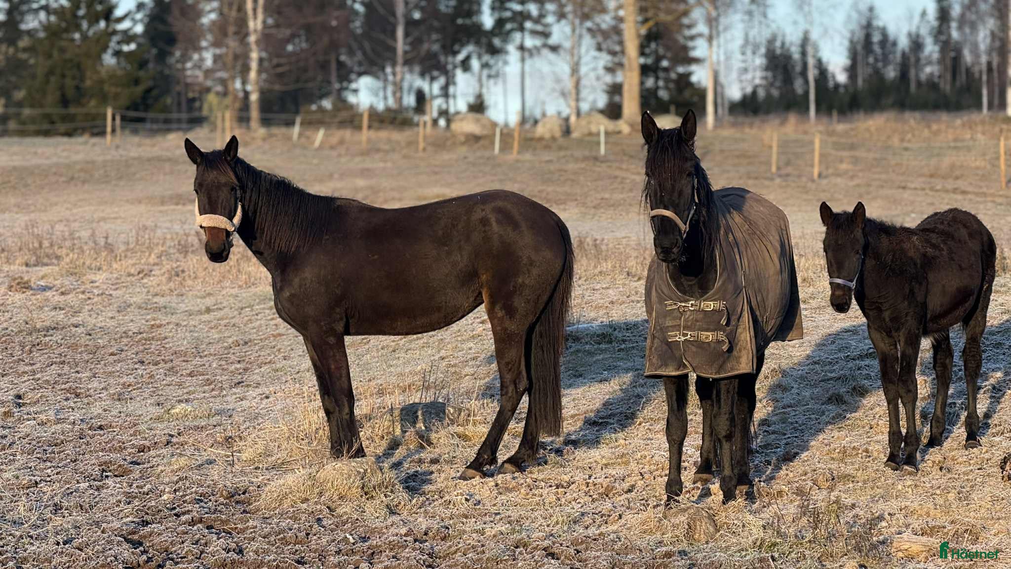  hästar Sto efter Amaru boko i Ålem - Annons 9