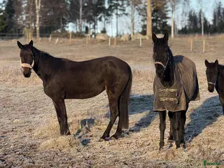 hästar Sto efter Amaru boko i Ålem - Annons 8