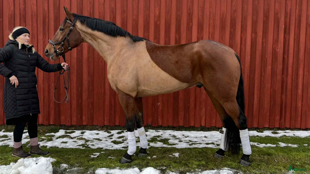 Allround hästar till salu: En riktig bästa vän  i Skara - Annons 1