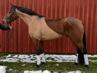 hästar En riktig bästa vän i Skara - Annons 2