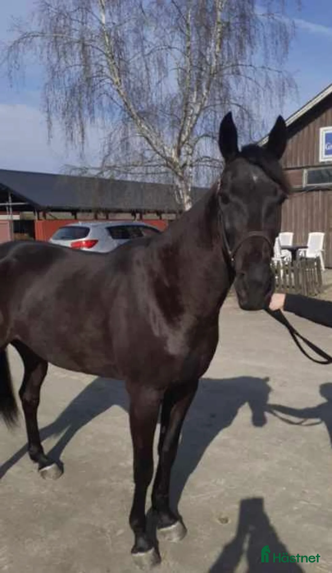 Allround hästar till salu: En härligt snäll häst i Kalmar - Annons 1