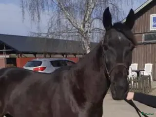 hästar En härligt snäll häst - Annons 10