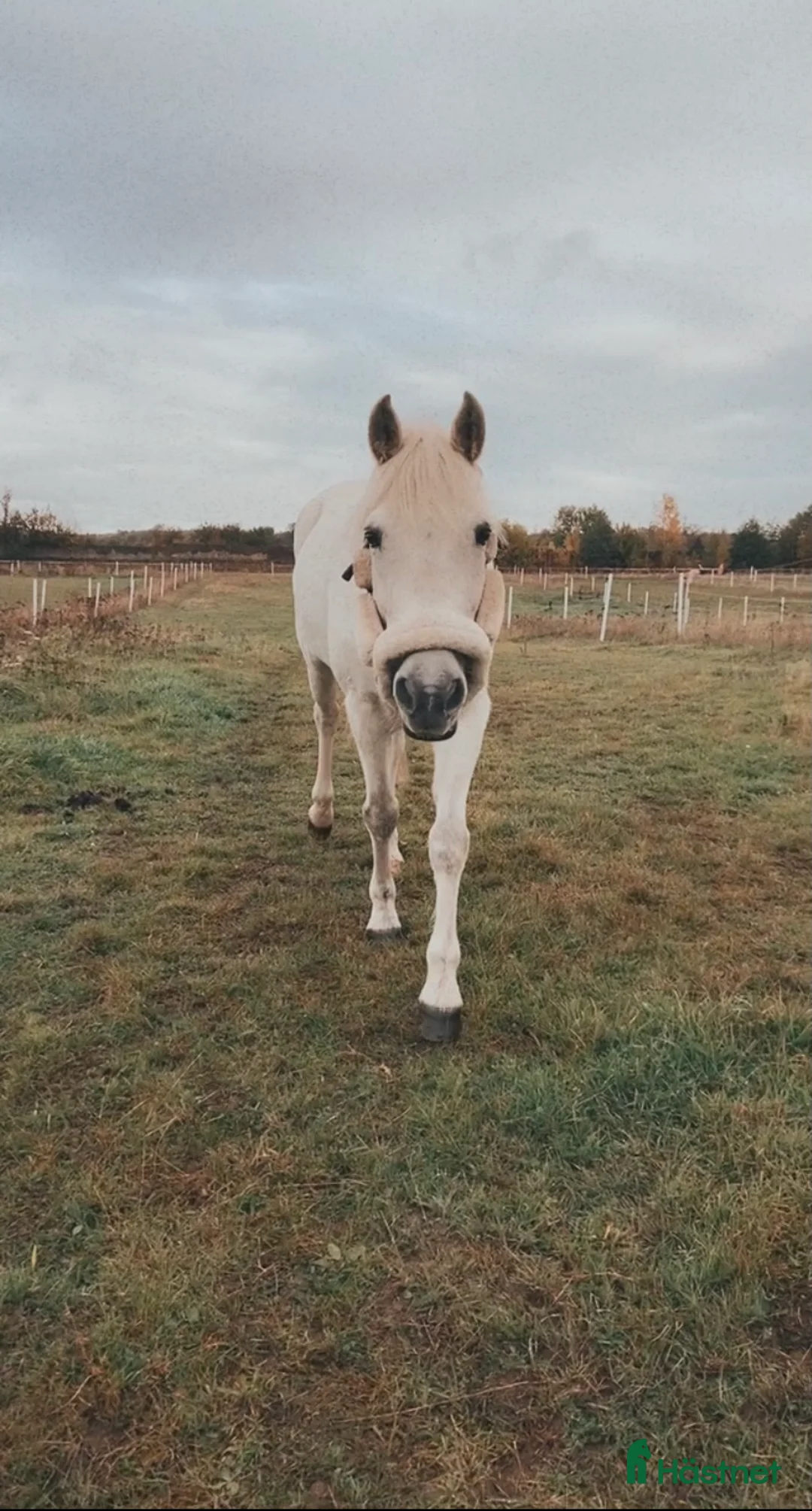  medryttarhäst finnes: Medryttare Sökes (18+) i Lund - Annons 1