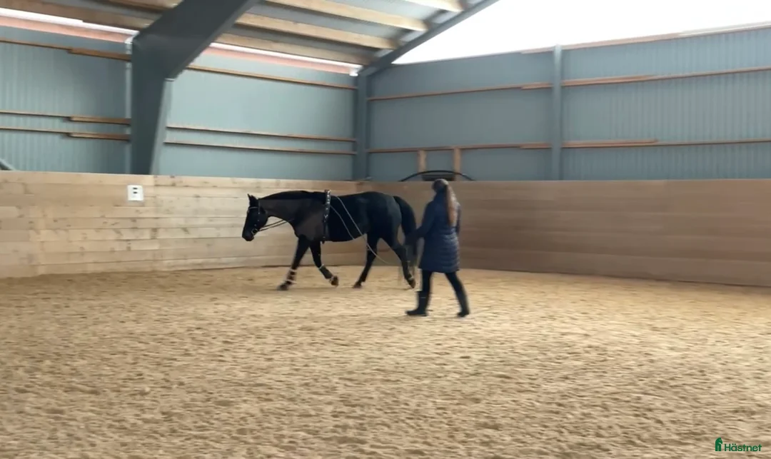  hästservice finnes: Tömkörning i Åtvidaberg - Annons 1