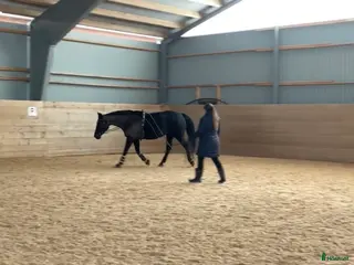 hästservice Tömkörning i Åtvidaberg - Annons 21