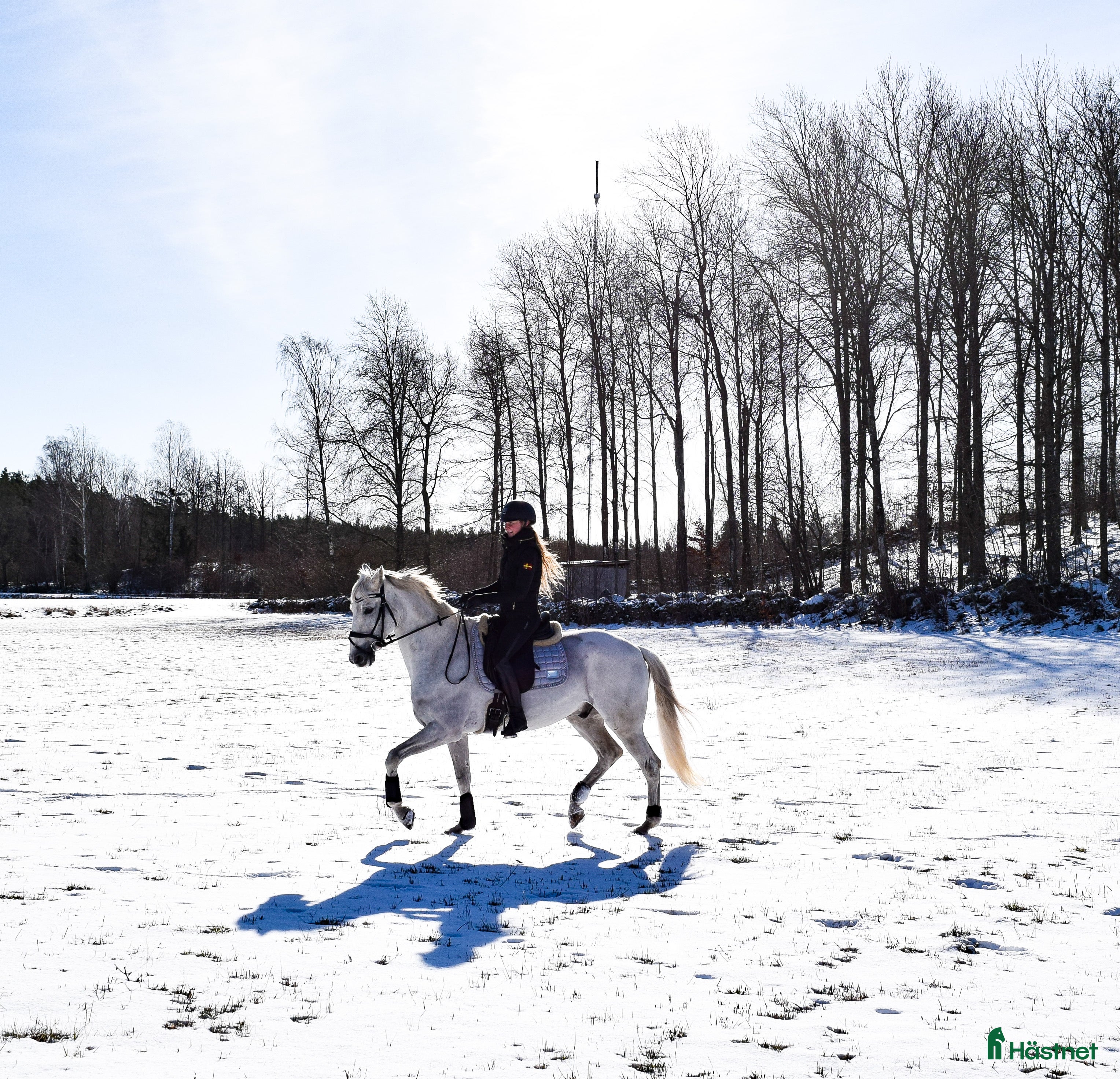  hästar Spännande Samarbete! i Asarum - Annons 2