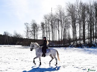 hästar Spännande Samarbete! i Asarum - Annons 19