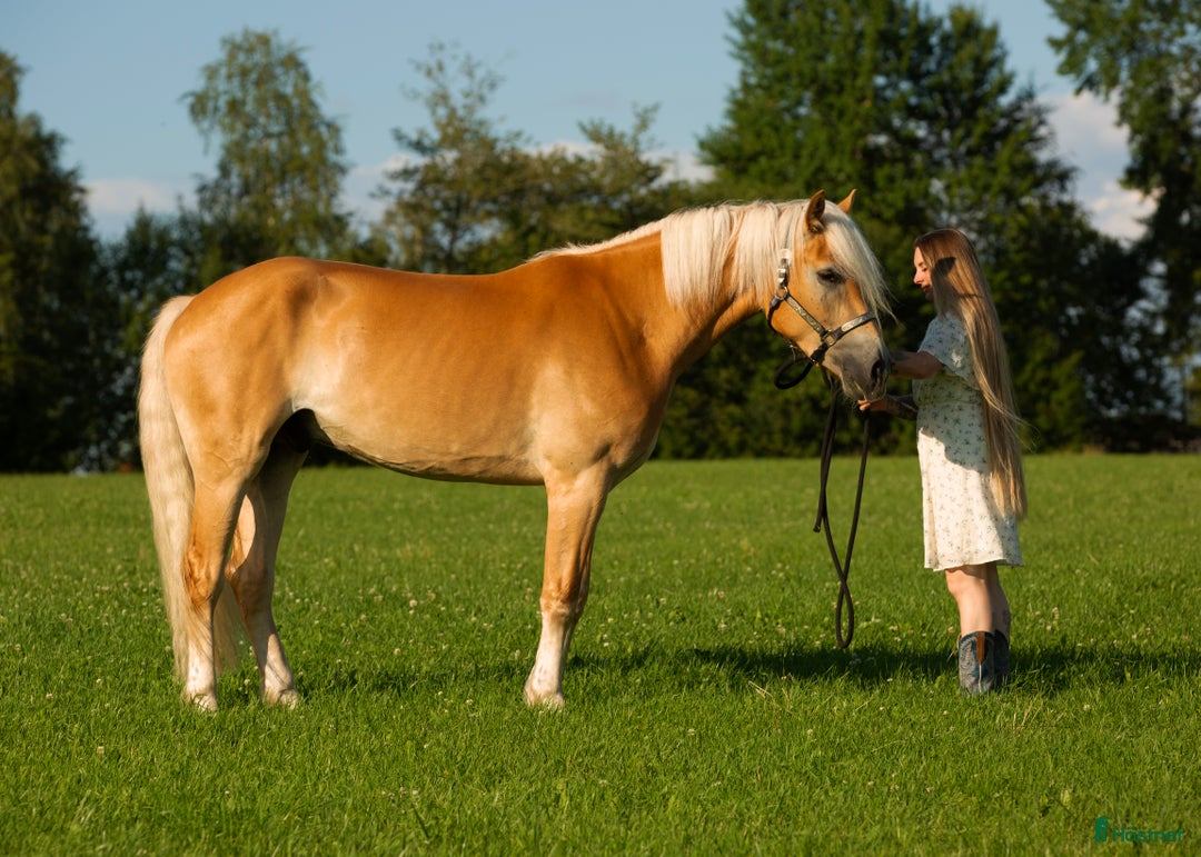 Allround hästar till salu: Europas högsta Haflinger? i Hjo - Bild 6