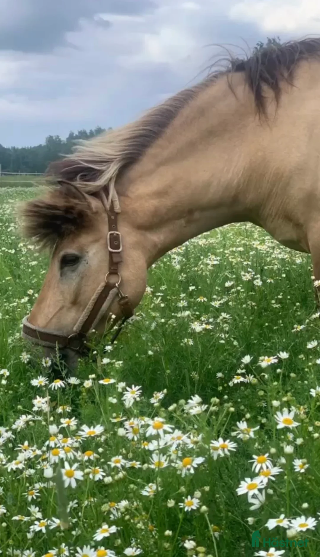  foderhäst finnes: Vänliga Tindra söker fodervärd i Valbo - Annons 1