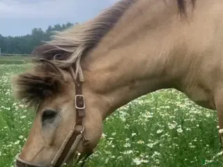 foderhäst Vänliga Tindra söker fodervärd i Valbo - Annons 1