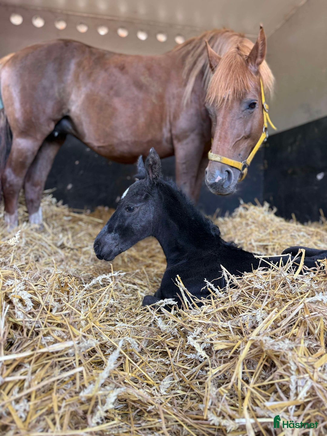 Hoppning hästar till salu: Svårklassämne till satsande ryttare  i Södertälje - Annons 2