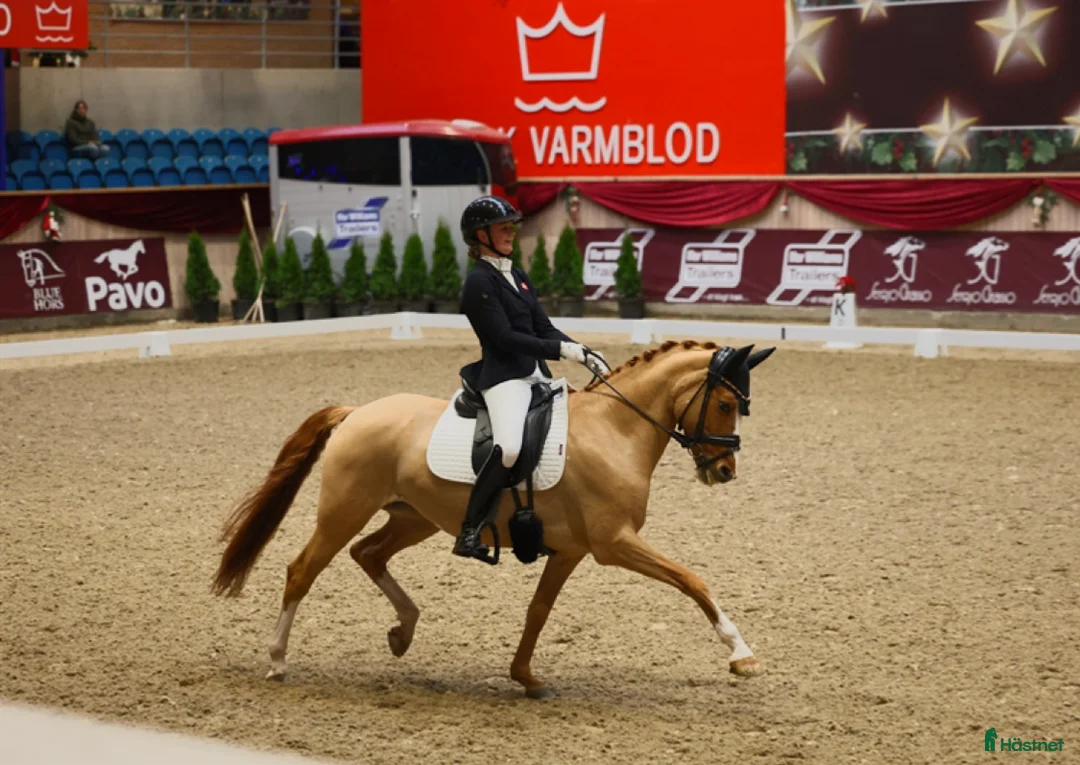 Dressyr hästar till salu: Top FEI-ponny säljes - Annons 1