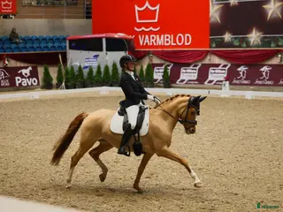 hästar Top FEI-ponny säljes - Annons 1