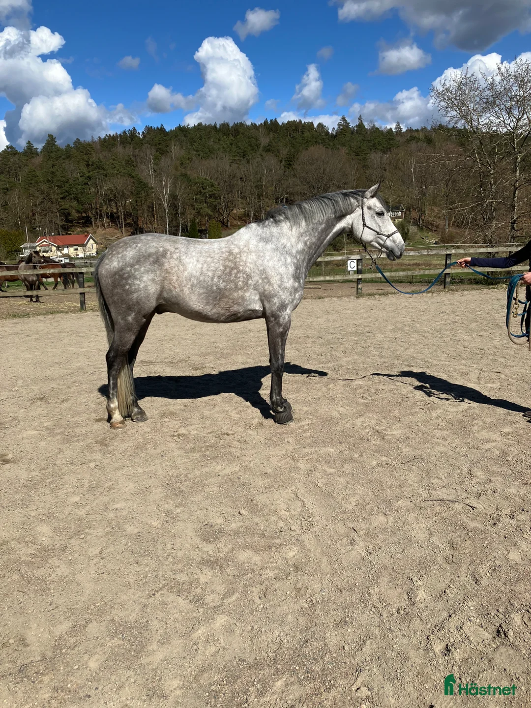 Dressyr hästar till salu: Utvecklingsbar - Annons 1