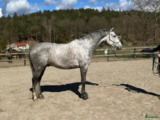 hästar Utvecklingsbar - Annons 12