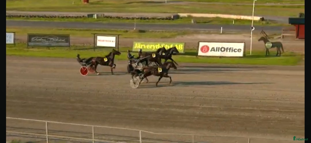 Trav hästar till salu: Fin 2 åring i Näsviken - Annons 2
