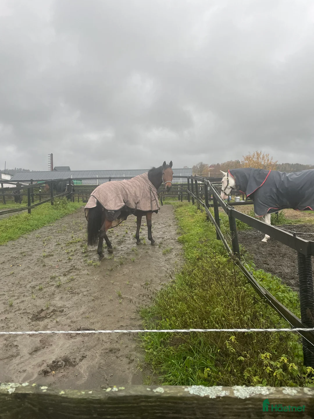 Hoppning hästar till salu: Unghest selges  i Lier - Annons 12