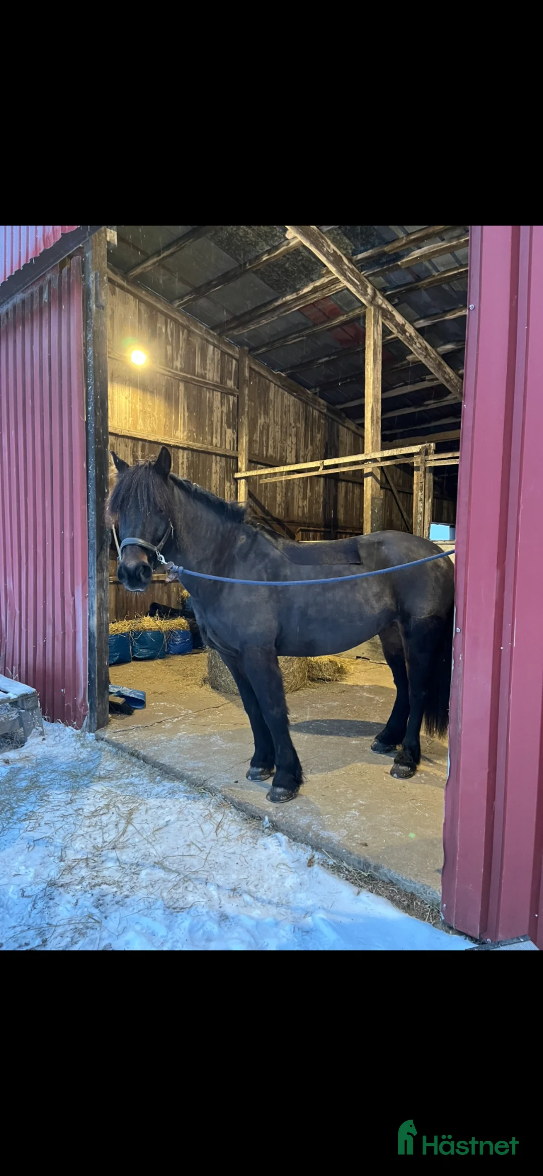 Allround hästar till salu: Värdens bästa kallblod  - Annons 1