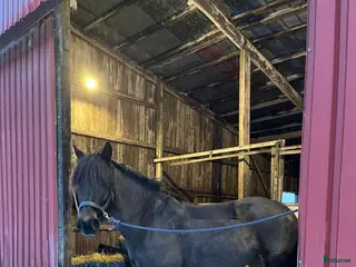 hästar Värdens bästa kallblod - Annons 1