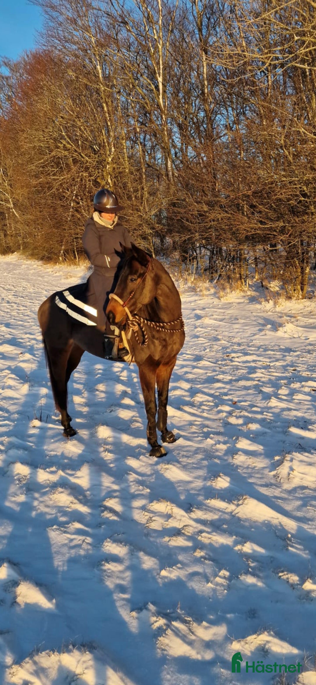 Allround hästar till salu: Lakrits i Genarp - Annons 4