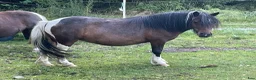  foderhäst finnes: Hyr shetlandsponny - Annons 1