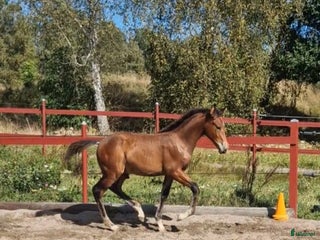 Allround hästar till salu: Vackert hingstföl i Perstorp - Annons 2