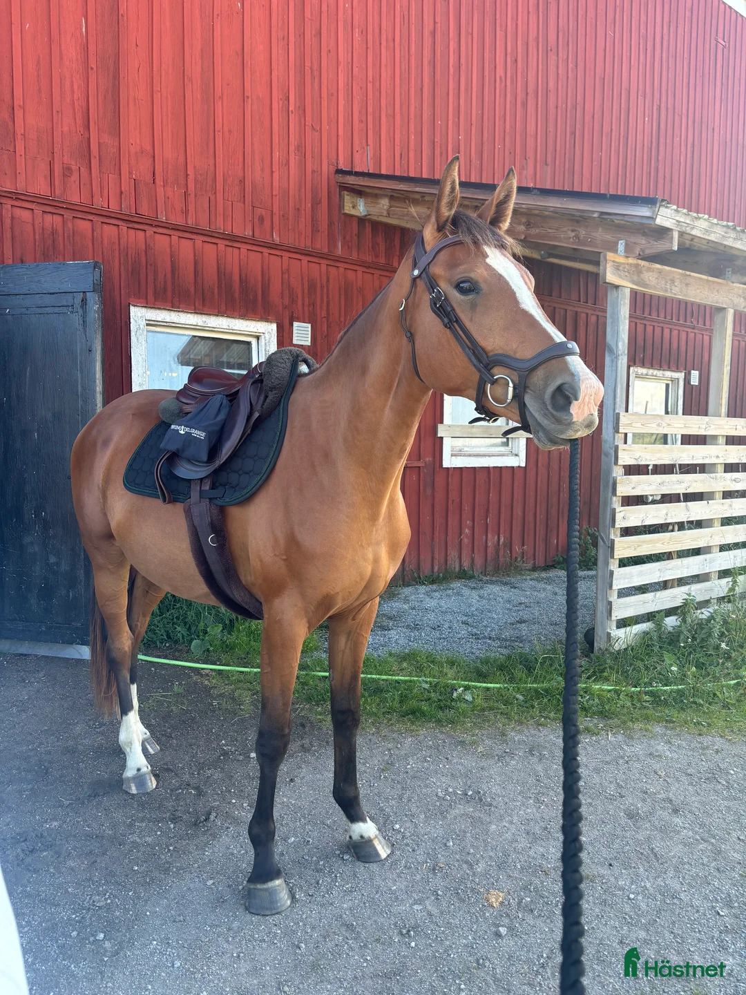 Hoppning hästar till salu: 3-årigt sto e. Glasgow Van't Merelsnest - ChinChin - Annons 2