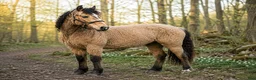 Allround hästar sökes: American curly köpes! - Annons 1