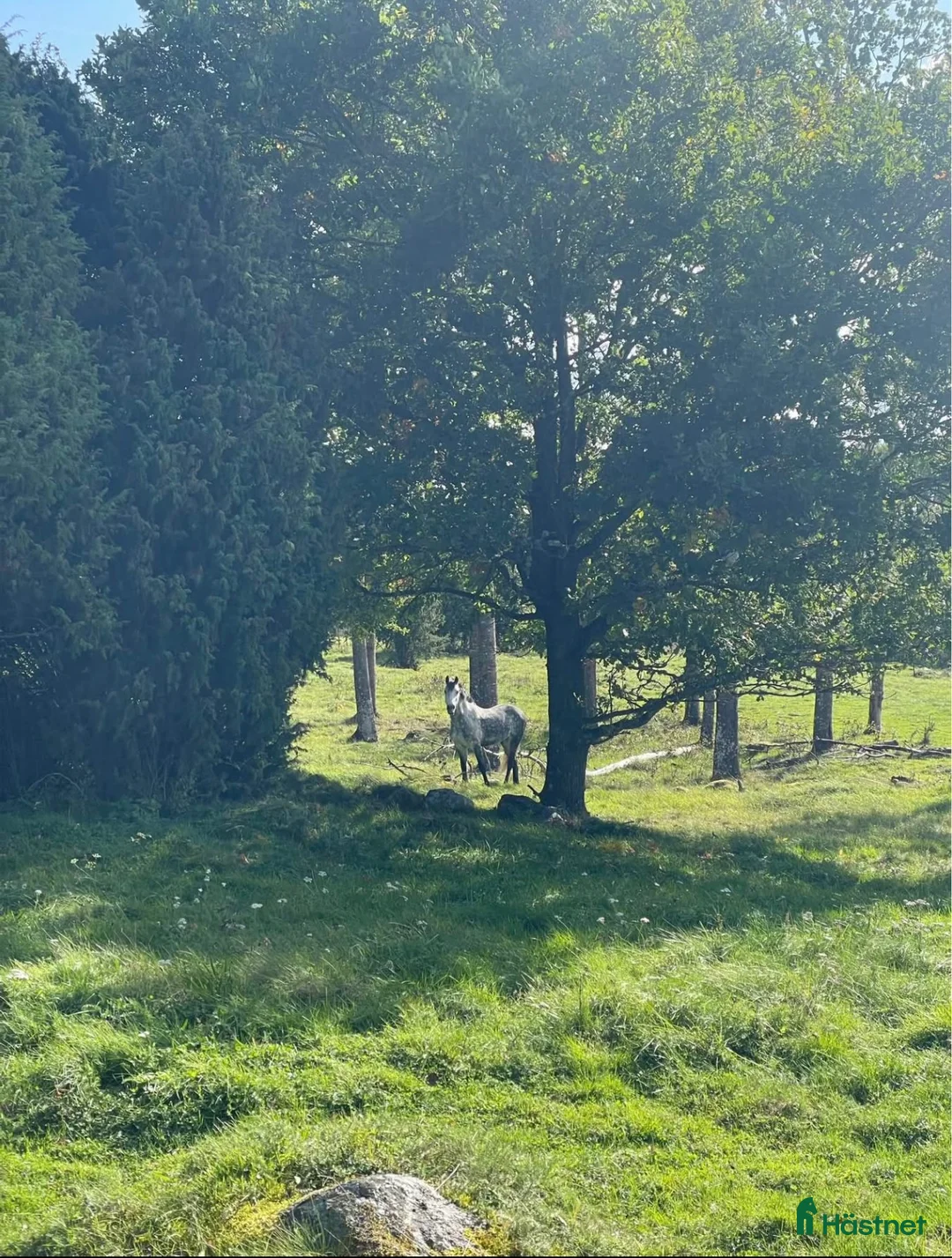  hästservice finnes: Söker dig som vill driva hästverksamhet hos oss!  i Nyköping - Annons 16