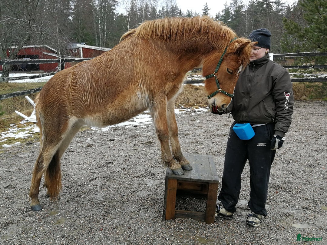 Övrigt hästar till salu: 9-årigt russ utlånas/säljes i Eskilstuna - Annons 8
