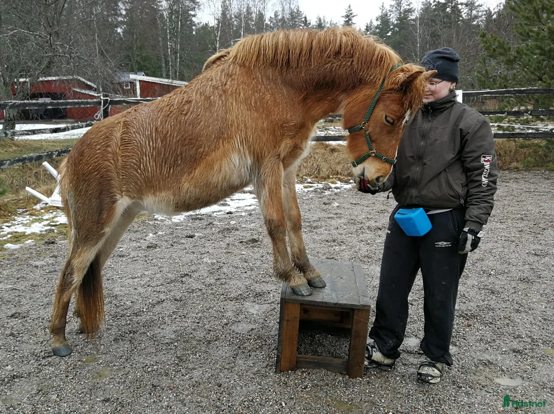 Övrigt hästar till salu: 9-årigt russ utlånas/säljes i Eskilstuna - Annons 8