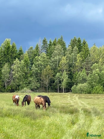 stallplats i Vänersborg - Annons 13