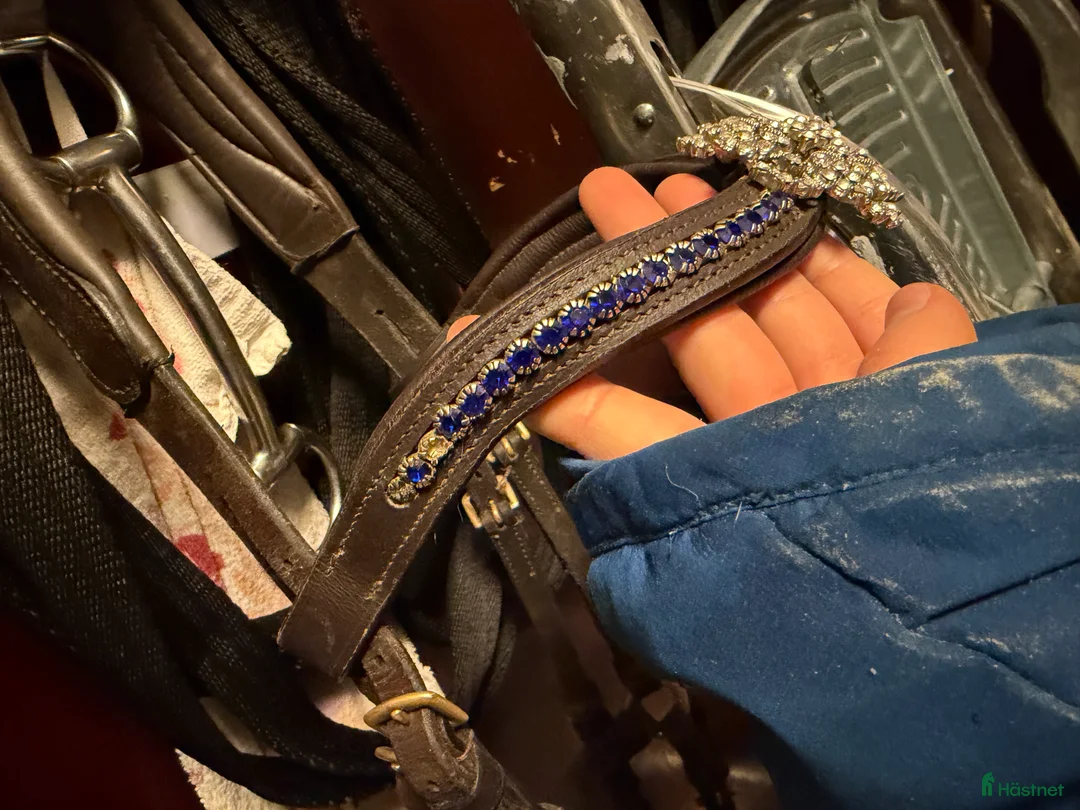 Träns hästutrustning till salu: Divoyh pannband i Haparanda - Annons 2