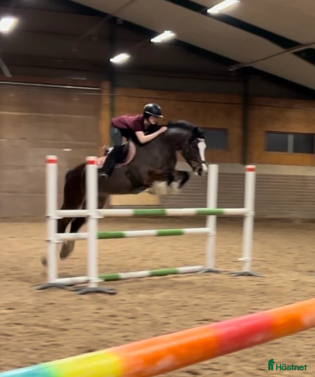  medryttarhäst finnes: Meriterat sto, medryttare för igångsättning - Annons 5