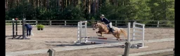 Allround hästar till salu: Pigg blivande rosettplockare  - Annons 4