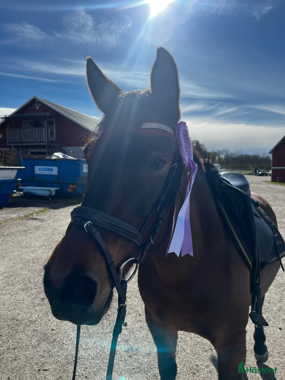 Allround hästar till salu: Ponny med stort hjärta söker fem ⭐️ hem i Spekeröd - Annons 2