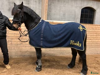 hästar Fantastik häst - Annons 18