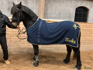 hästar Fantastik häst - Annons 7