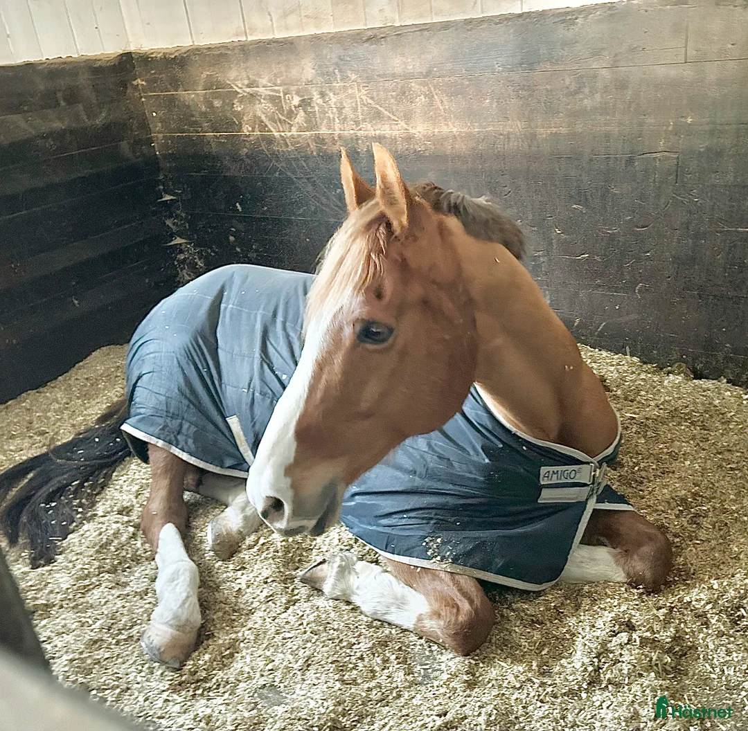 Dressyr hästar till salu: Härlig Snygg Valack Säljes! - Annons 9