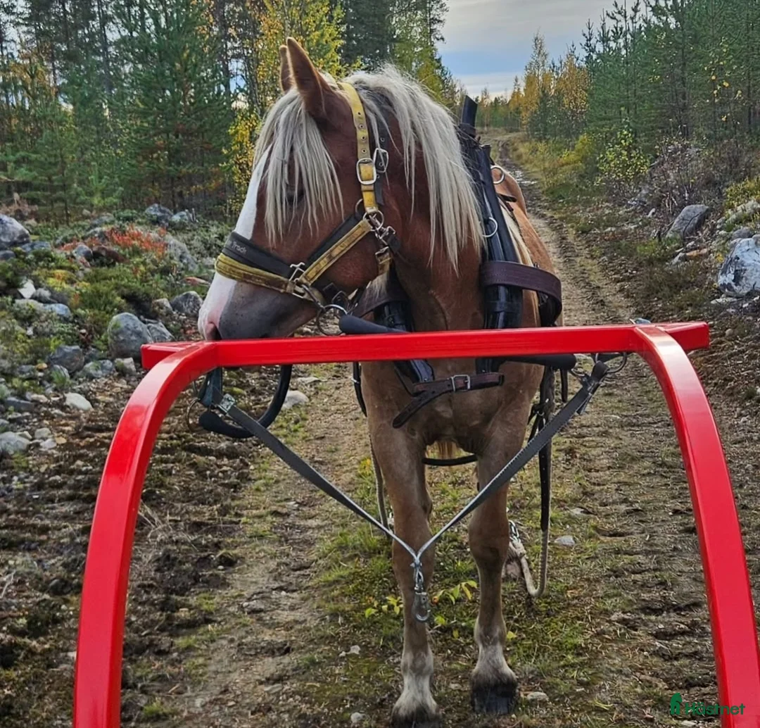 Allround hästar till salu: Fux fröken Havtorn letar sin nya favoritmänniska. - Annons 1