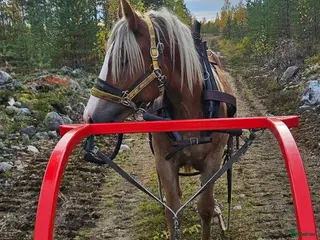 Allround hästar till salu: Fux fröken Havtorn letar sin nya favoritmänniska. - Annons 1