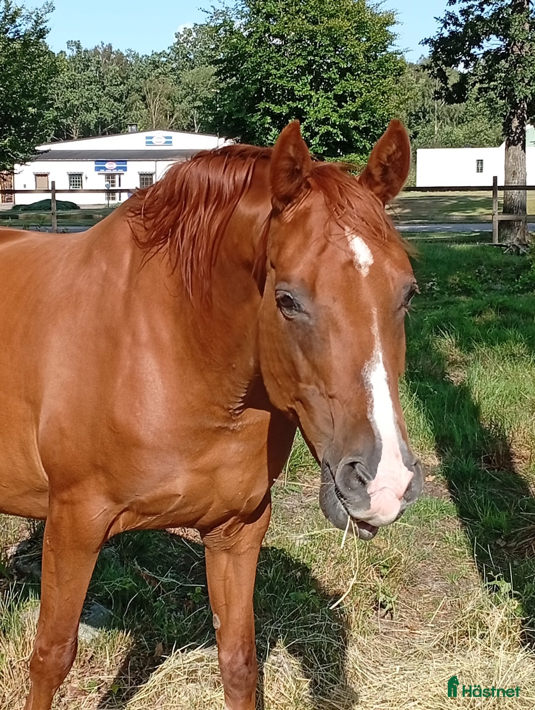 Avelshästar hästar till salu: Två ston avel, sällskap, promenad/ inridning  i Klippan - Annons 1